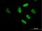 Regulatory Factor X3 antibody, H00005991-B01P, Novus Biologicals, Immunofluorescence image 