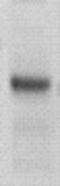 p53 antibody, TA354572, Origene, Western Blot image 