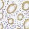 Calpain 9 antibody, 16-860, ProSci, Immunohistochemistry paraffin image 