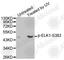 ETS Transcription Factor ELK1 antibody, AP0345, ABclonal Technology, Western Blot image 