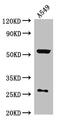 Cytosolic Iron-Sulfur Assembly Component 3 antibody, CSB-PA863991LA01HU, Cusabio, Western Blot image 