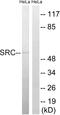 SRC Proto-Oncogene, Non-Receptor Tyrosine Kinase antibody, LS-C118324, Lifespan Biosciences, Western Blot image 