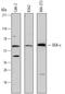 Diacylglycerol Kinase Epsilon antibody, AF7069, R&D Systems, Western Blot image 
