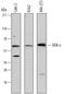 Diacylglycerol Kinase Epsilon antibody, AF7069, R&D Systems, Western Blot image 