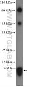 NFAT Activating Protein With ITAM Motif 1 antibody, 15321-1-AP, Proteintech Group, Western Blot image 