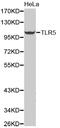 Toll Like Receptor 5 antibody, MBS126621, MyBioSource, Western Blot image 