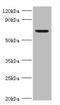 Phospholipase B Domain Containing 2 antibody, A54761-100, Epigentek, Western Blot image 