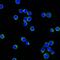 IGL@ protein antibody, orb388297, Biorbyt, Immunofluorescence image 