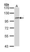Toll Like Receptor 3 antibody, LS-B4866, Lifespan Biosciences, Western Blot image 