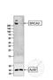 BRCA2 DNA Repair Associated antibody, GTX51235, GeneTex, Western Blot image 