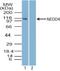 NEDD4 E3 Ubiquitin Protein Ligase antibody, NBP2-27197, Novus Biologicals, Western Blot image 