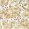 Eukaryotic Translation Initiation Factor 4 Gamma 1 antibody, LS-C349236, Lifespan Biosciences, Immunohistochemistry frozen image 