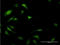 Eukaryotic Translation Initiation Factor 5A antibody, LS-C197122, Lifespan Biosciences, Immunofluorescence image 