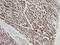 Actin Alpha Cardiac Muscle 1 antibody, AM33001PU-N, Origene, Immunohistochemistry frozen image 
