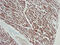 Actin Alpha Cardiac Muscle 1 antibody, AM33001PU-N, Origene, Immunohistochemistry frozen image 