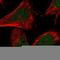 HDGF Like 3 antibody, HPA040719, Atlas Antibodies, Immunofluorescence image 