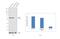 Growth Hormone Secretagogue Receptor antibody, 720278, Invitrogen Antibodies, Western Blot image 