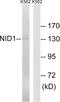 Nidogen 1 antibody, LS-B9259, Lifespan Biosciences, Western Blot image 
