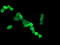 Chaperonin Containing TCP1 Subunit 8 Like 2 antibody, LS-C174263, Lifespan Biosciences, Immunofluorescence image 
