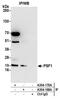 GINS Complex Subunit 1 antibody, A304-168A, Bethyl Labs, Immunoprecipitation image 