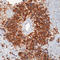 CD99 Molecule (Xg Blood Group) antibody, LS-C88030, Lifespan Biosciences, Immunohistochemistry paraffin image 