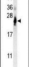 ATP Synthase Membrane Subunit C Locus 2 antibody, PA5-25799, Invitrogen Antibodies, Western Blot image 