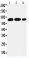 Signal Transducer And Activator Of Transcription 4 antibody, PA1692, Boster Biological Technology, Western Blot image 