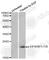 Eukaryotic Translation Initiation Factor 4E Binding Protein 1 antibody, AP0344, ABclonal Technology, Western Blot image 