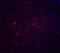 Adiponectin, C1Q And Collagen Domain Containing antibody, 3551, ProSci, Immunofluorescence image 
