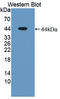 Latent Transforming Growth Factor Beta Binding Protein 1 antibody, LS-C374332, Lifespan Biosciences, Western Blot image 