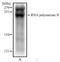 DNA-directed RNA polymerase II subunit RPB1 antibody, GTX80341, GeneTex, Western Blot image 