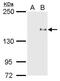 Phosphatidylinositol 3,4,5-trisphosphate-dependent Rac exchanger 1 protein antibody, PA5-34960, Invitrogen Antibodies, Western Blot image 