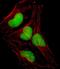 SRY-Box 18 antibody, PA5-35167, Invitrogen Antibodies, Immunofluorescence image 