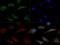 Lipase G, Endothelial Type antibody, NB400-118, Novus Biologicals, Immunocytochemistry image 