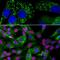Ubiquilin 2 antibody, NBP2-25164, Novus Biologicals, Immunofluorescence image 
