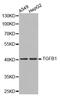 TGF beta antibody, MBS125511, MyBioSource, Western Blot image 