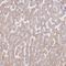 WD Repeat Domain 62 antibody, HPA043255, Atlas Antibodies, Immunohistochemistry frozen image 