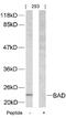 BCL2 Associated Agonist Of Cell Death antibody, 79-300, ProSci, Western Blot image 