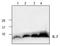 Interleukin 7 antibody, TA319040, Origene, Western Blot image 