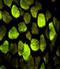ATP synthase subunit O, mitochondrial antibody, LS-B9288, Lifespan Biosciences, Immunofluorescence image 