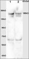 Mediator Of DNA Damage Checkpoint 1 antibody, orb13608, Biorbyt, Western Blot image 