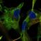 Adenylate Kinase 5 antibody, HPA019128, Atlas Antibodies, Immunofluorescence image 