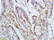 Kruppel Like Factor 4 antibody, GTX52307, GeneTex, Immunohistochemistry paraffin image 
