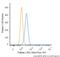 Palladin, Cytoskeletal Associated Protein antibody, NBP1-25959AF488, Novus Biologicals, Flow Cytometry image 