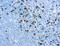 CD8b Molecule antibody, GTX73594, GeneTex, Immunohistochemistry paraffin image 