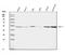 Aquaporin 11 antibody, A11399, Boster Biological Technology, Western Blot image 