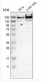 Translocated Promoter Region, Nuclear Basket Protein antibody, NBP1-89451, Novus Biologicals, Western Blot image 