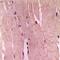 Glycogen Synthase 1 antibody, orb256578, Biorbyt, Immunohistochemistry paraffin image 