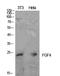 Fibroblast Growth Factor 4 antibody, STJ97247, St John