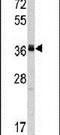 RNA Polymerase I And III Subunit C antibody, PA5-12455, Invitrogen Antibodies, Western Blot image 